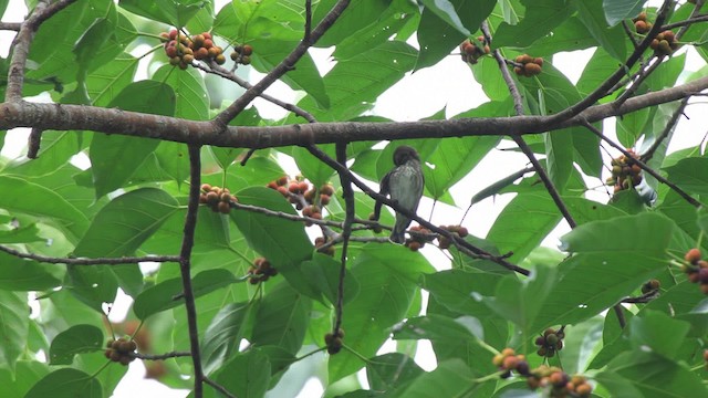 Thick-billed Flowerpecker (Striped) - ML461072