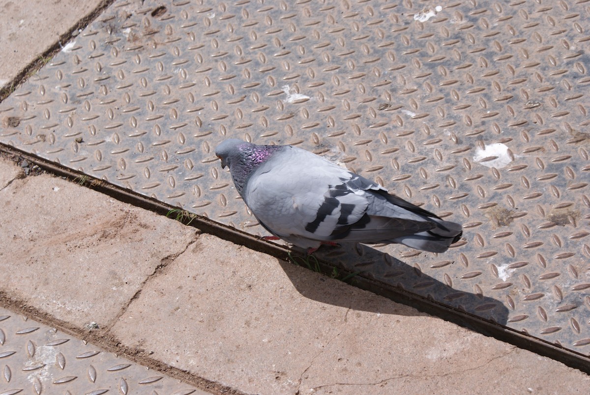 Rock Pigeon - ML461072031