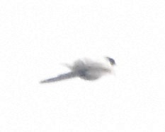 Fork-tailed Flycatcher - ML461072101