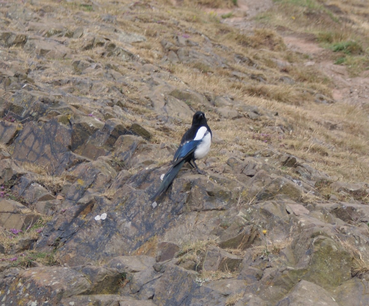 Eurasian Magpie - ML461072181