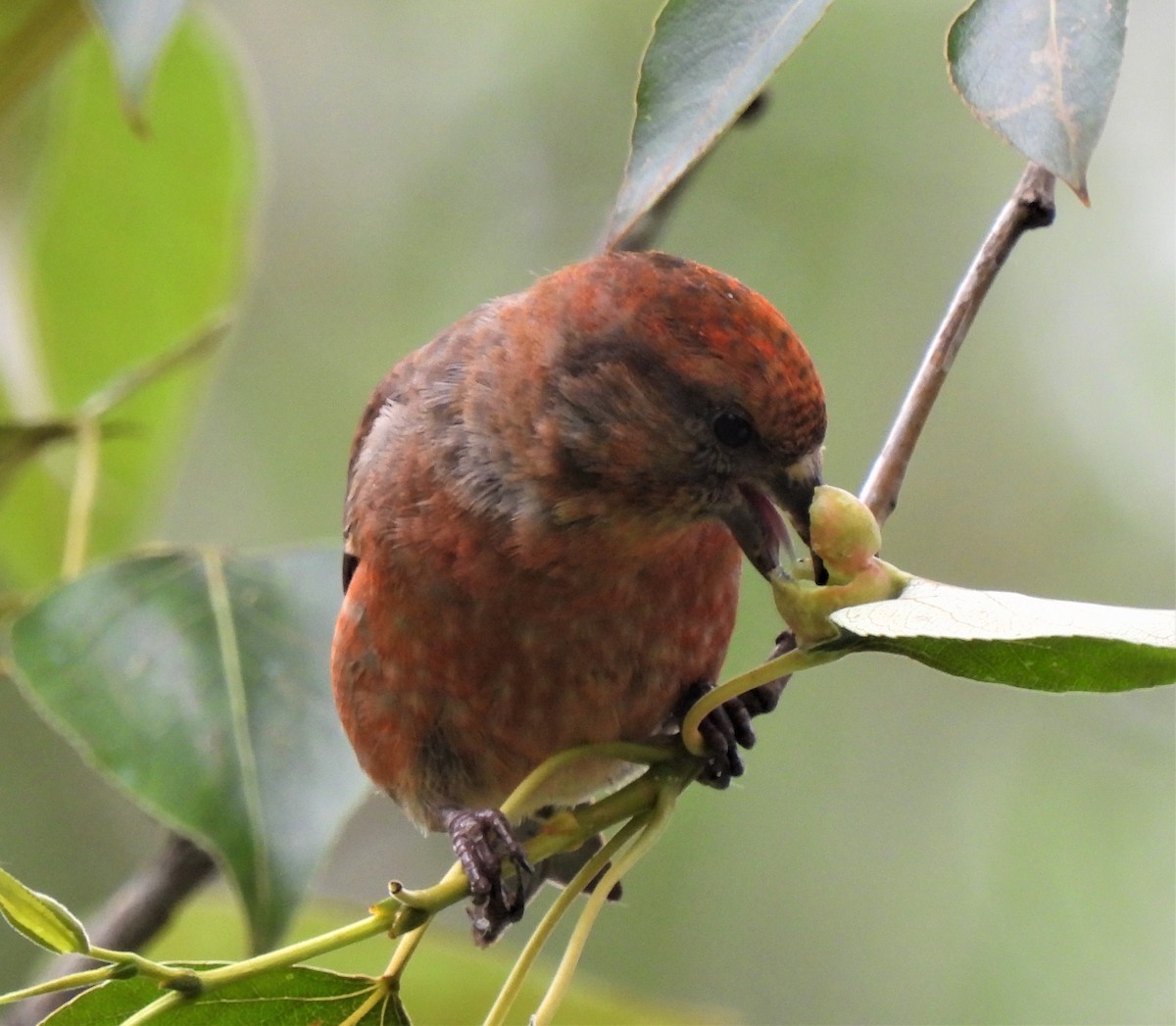 Red Crossbill - Rick Bennett