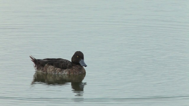Tufted Duck - ML461073