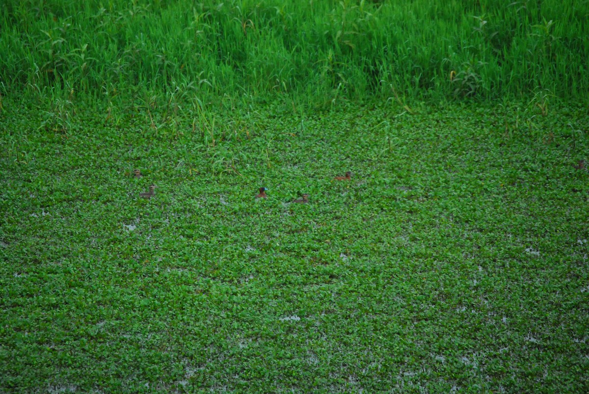 Masked Duck - ML461073571