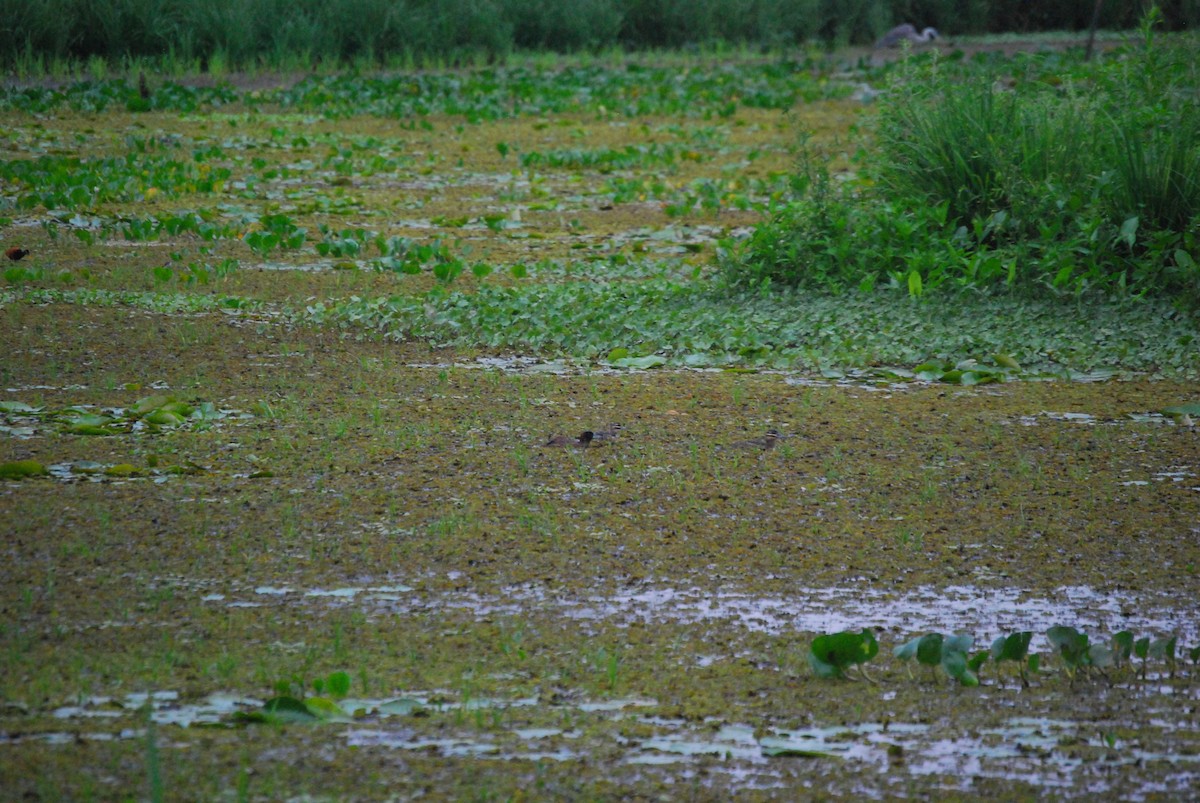 Masked Duck - ML461073611