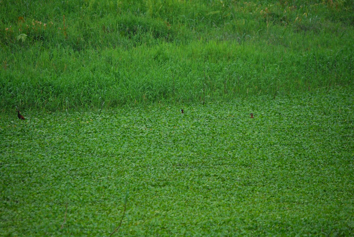 Masked Duck - ML461073691