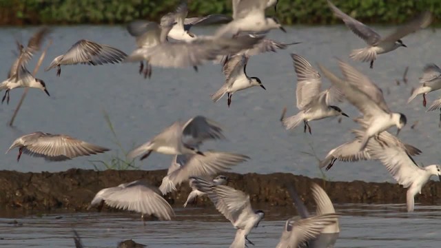 Whiskered Tern - ML461074