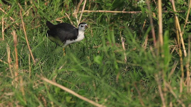 White-breasted Waterhen - ML461075