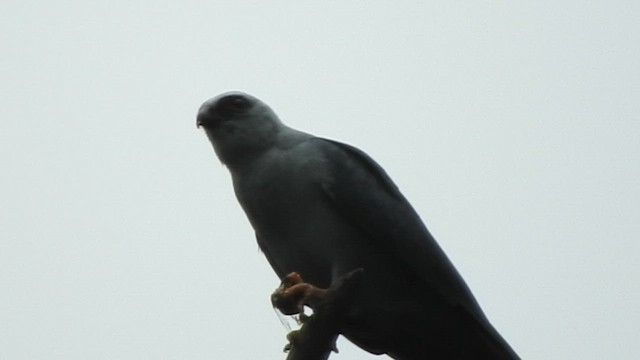 Plumbeous Kite - ML461075201