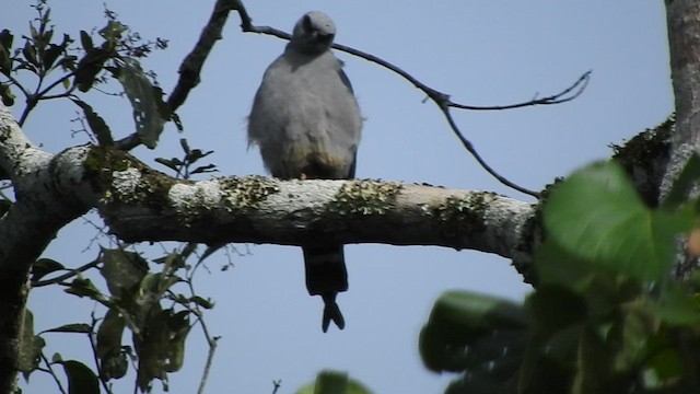 Plumbeous Kite - ML461075281