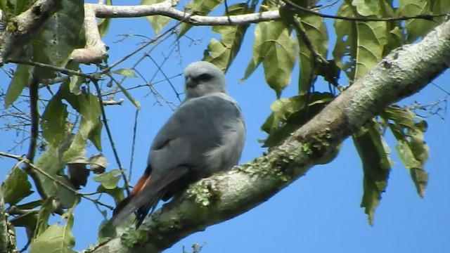 Plumbeous Kite - ML461075361