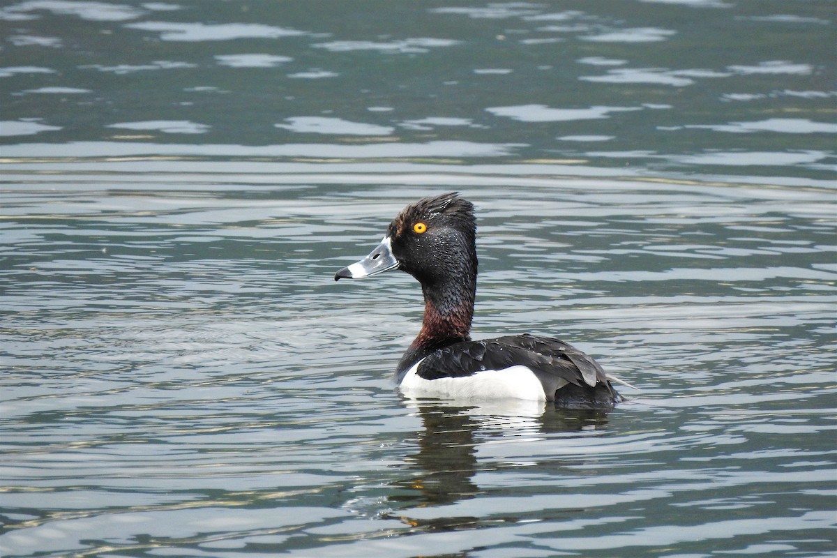 Ring-necked Duck - David  Clark