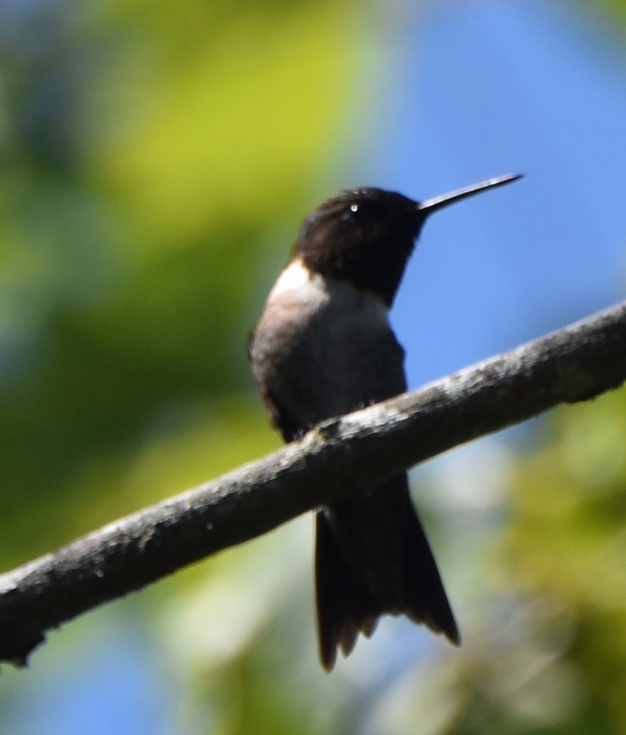 Ruby-throated Hummingbird - ML461075661