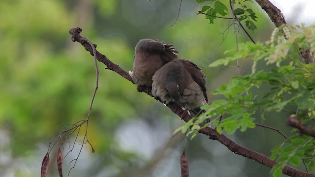 White-eared Brown-Dove (White-eared) - ML461076