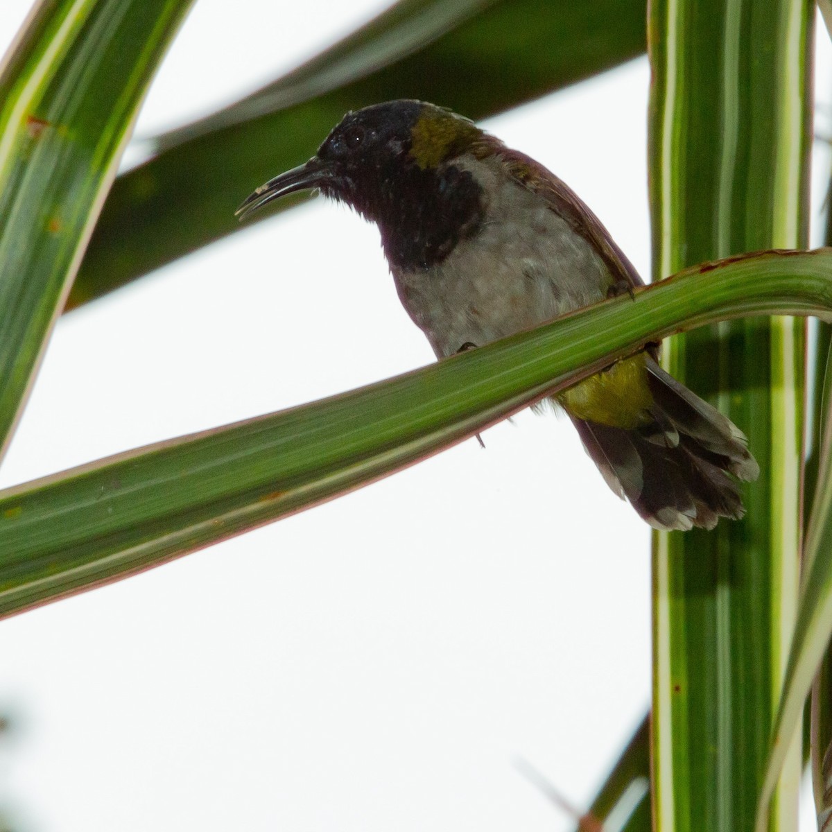 Reichenbach's Sunbird - ML461076001