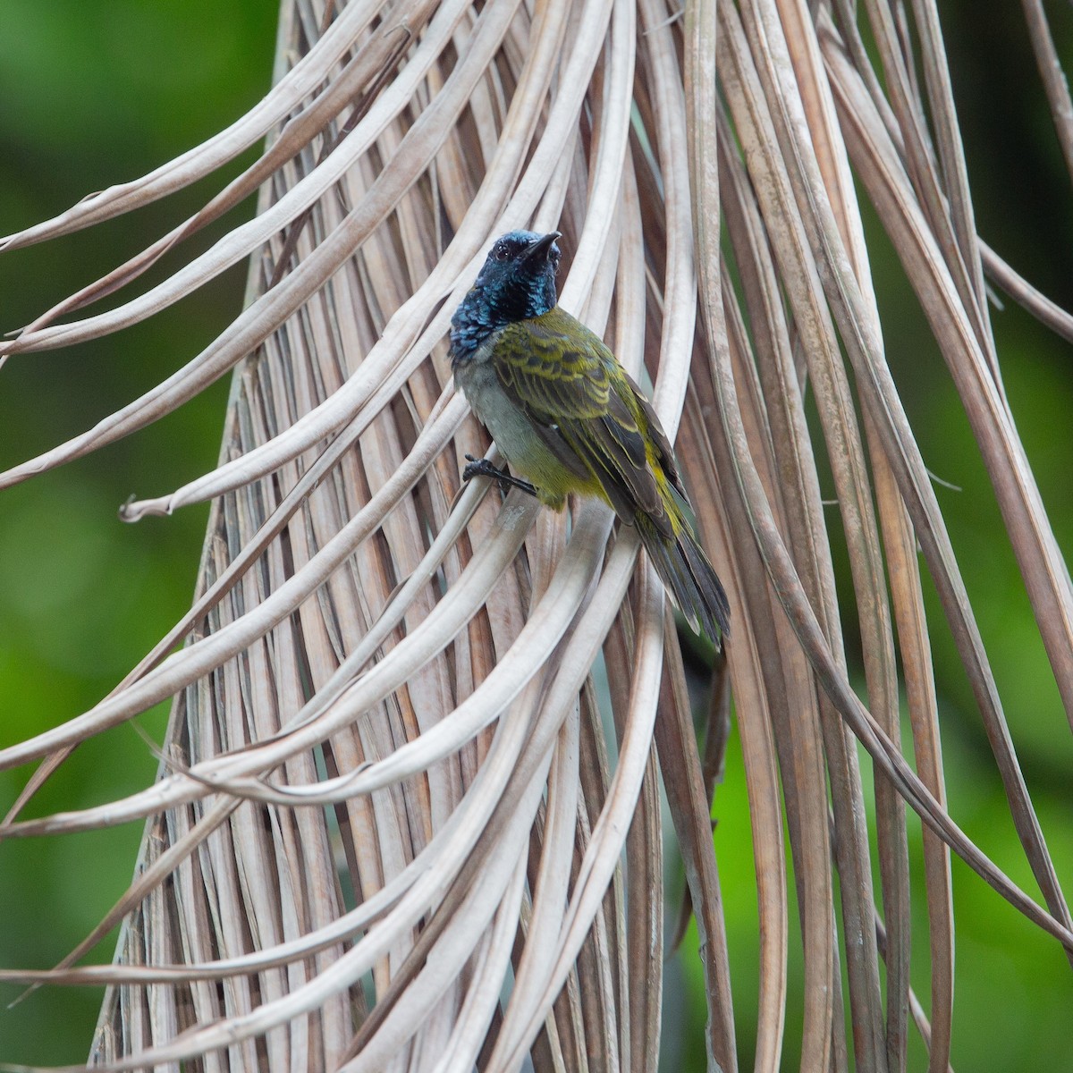 Reichenbach's Sunbird - ML461076161