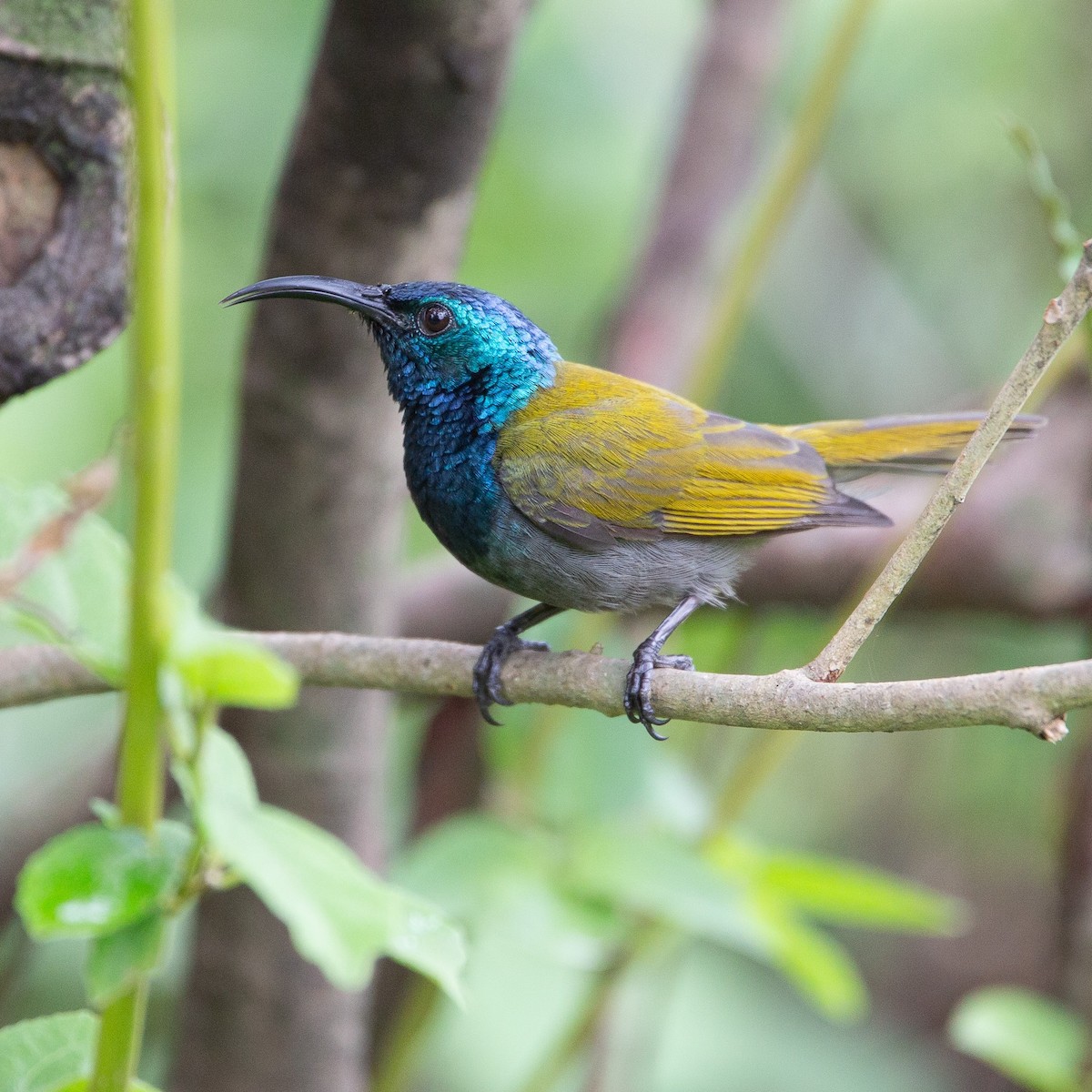 Green-headed Sunbird - ML461076301