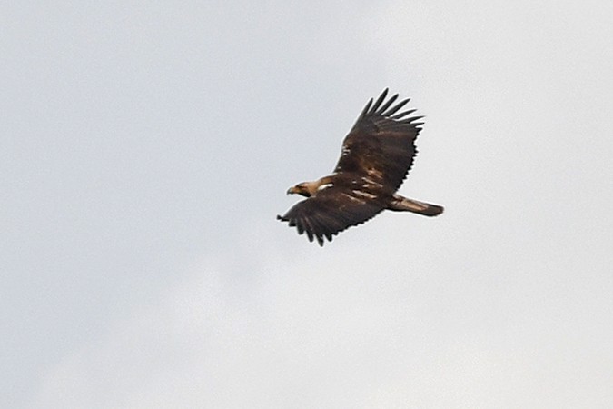 Spanish Eagle - ML461076331