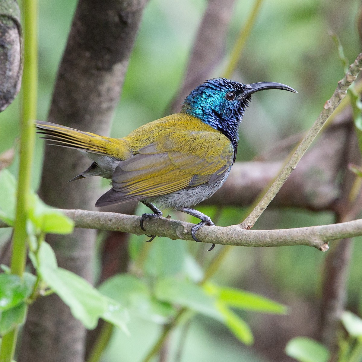 Green-headed Sunbird - Werner Suter