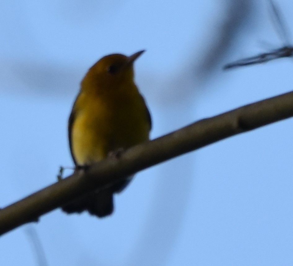 Prothonotary Warbler - Jacki Gerber