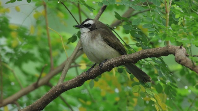 Yellow-vented Bulbul - ML461077