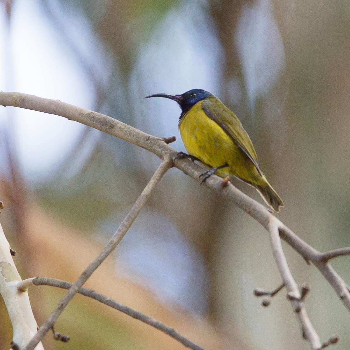 Cameroon Sunbird - ML461078501