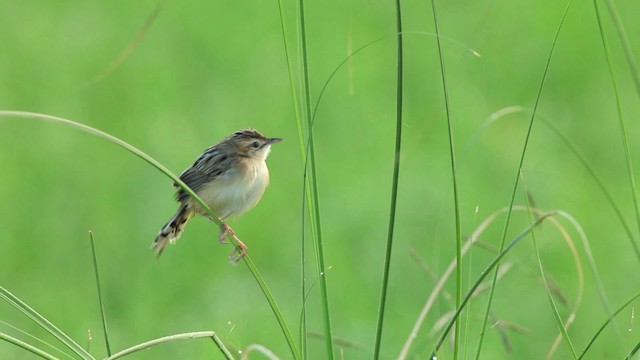Zitting Cisticola (Double Zitting) - ML461079
