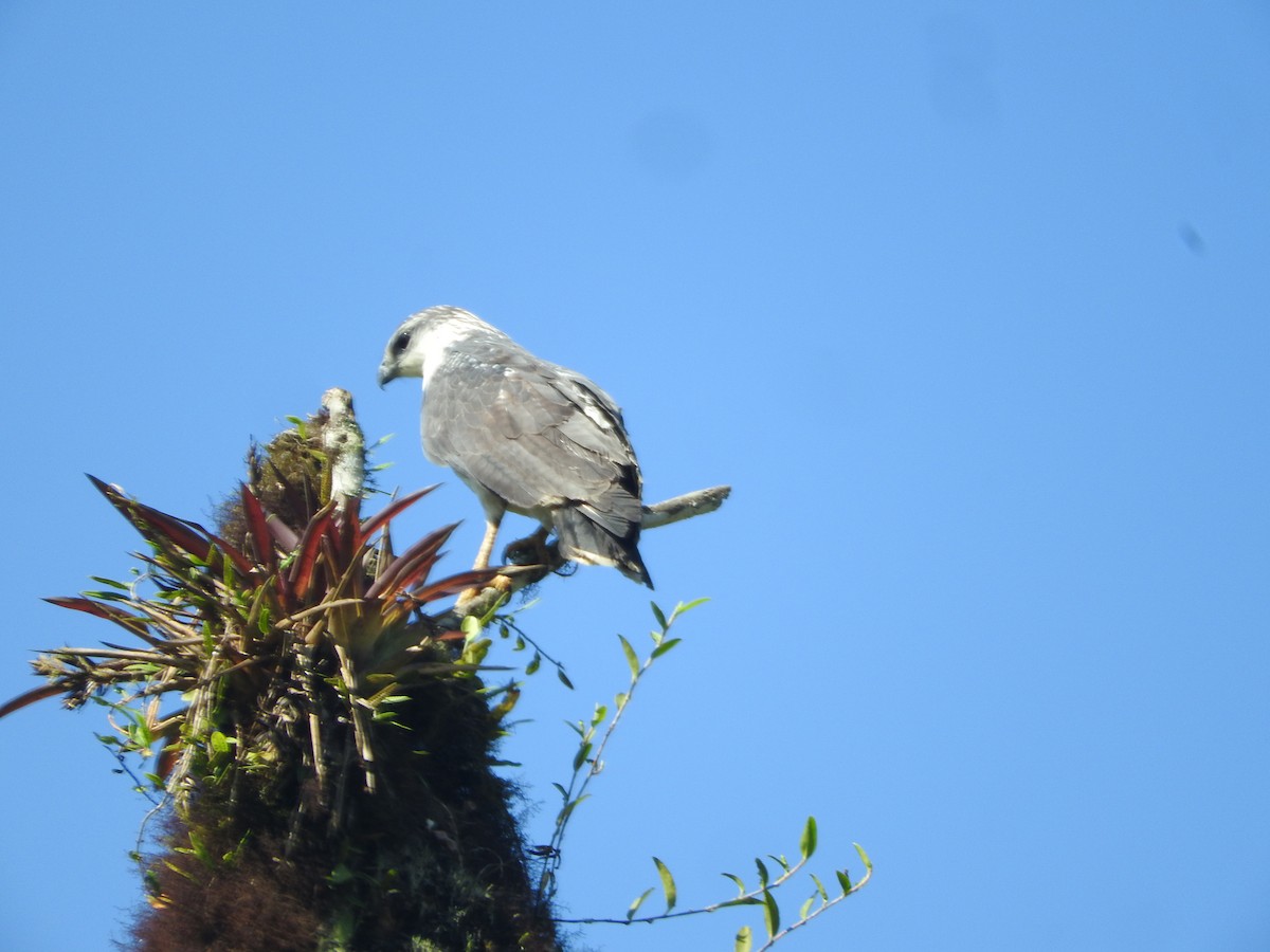 Gray-backed Hawk - ML461080511