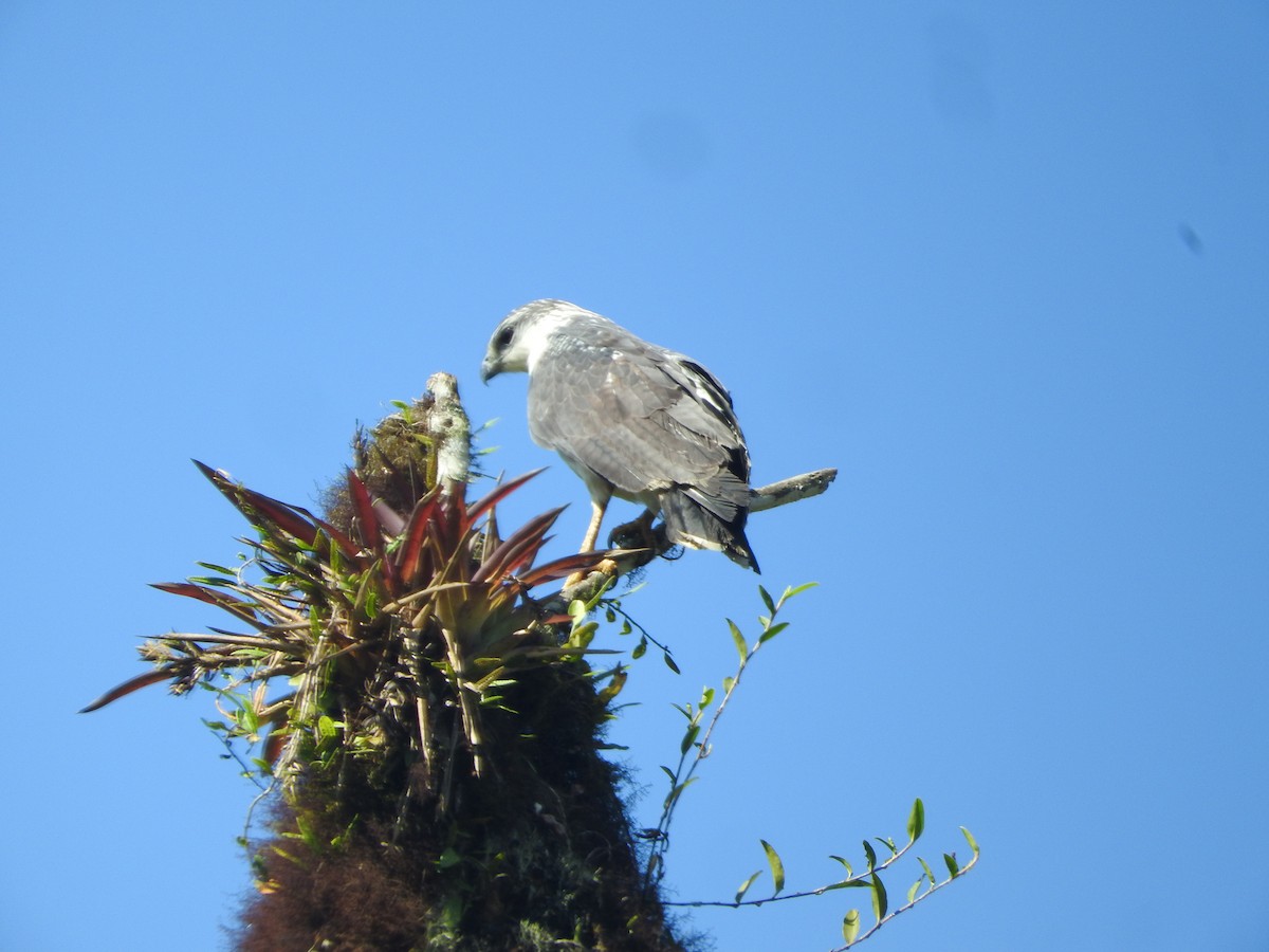 Gray-backed Hawk - ML461080521