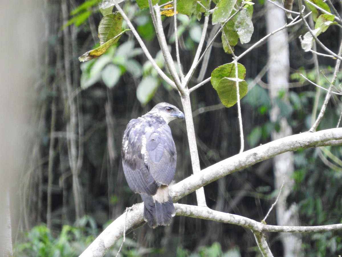 Gray-backed Hawk - ML461080551