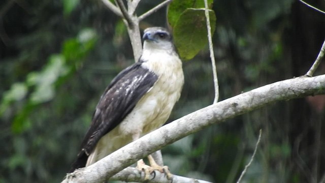 Gray-backed Hawk - ML461080641