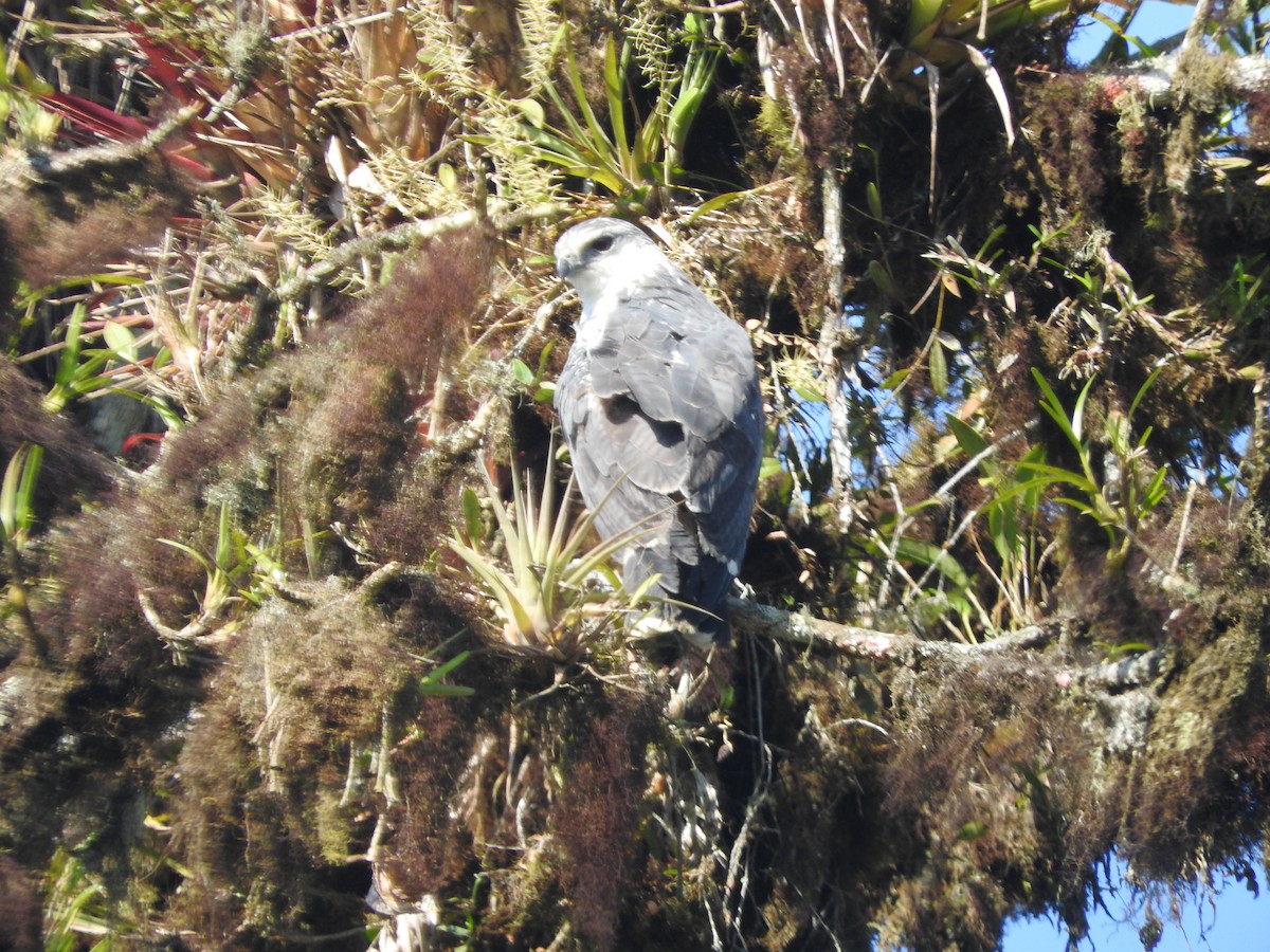 Gray-backed Hawk - ML461080721