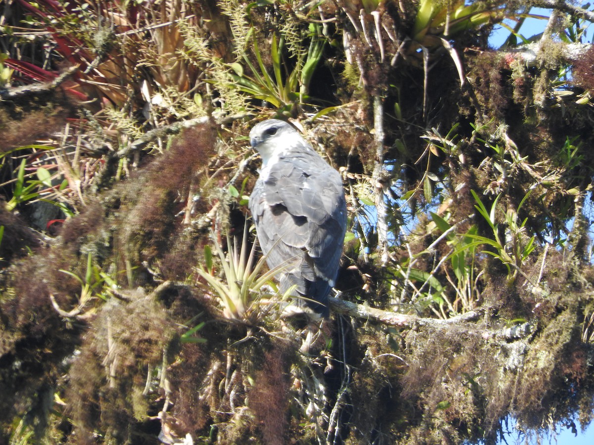 Gray-backed Hawk - ML461080731