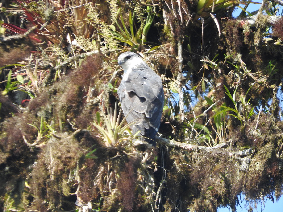 Gray-backed Hawk - ML461080741