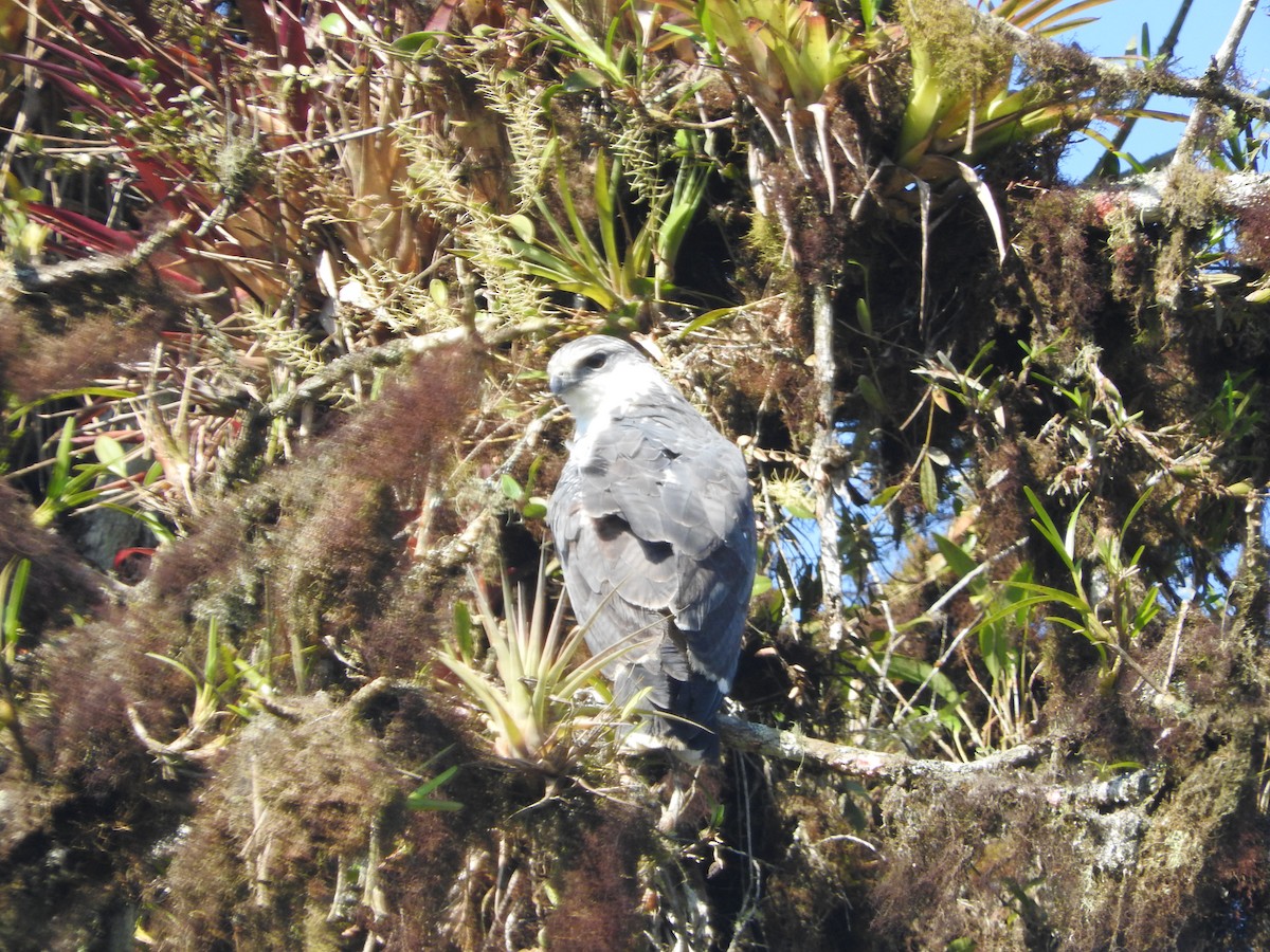 Gray-backed Hawk - ML461080761