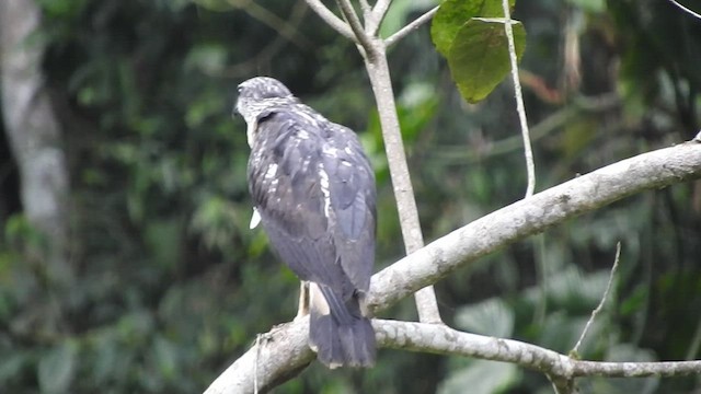 Gray-backed Hawk - ML461080811