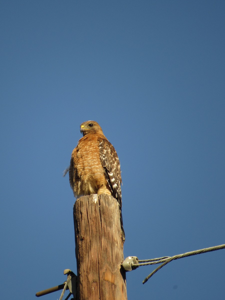 Red-shouldered Hawk - ML461081311