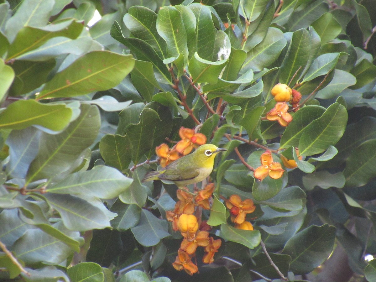 Swinhoe's White-eye - ML461081371