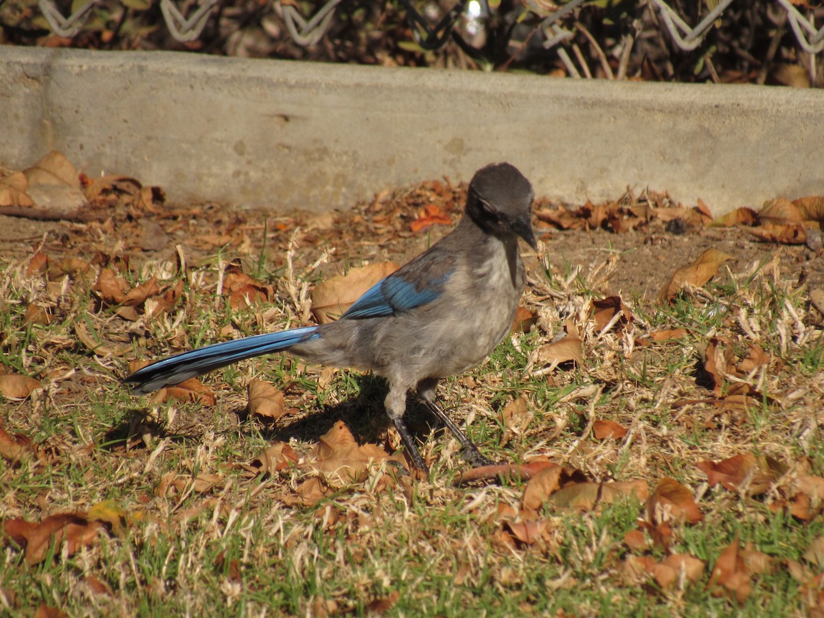 California Scrub-Jay - ML461081541