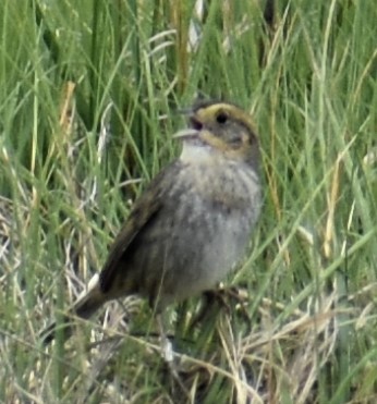 Nelson's Sparrow - ML461081771