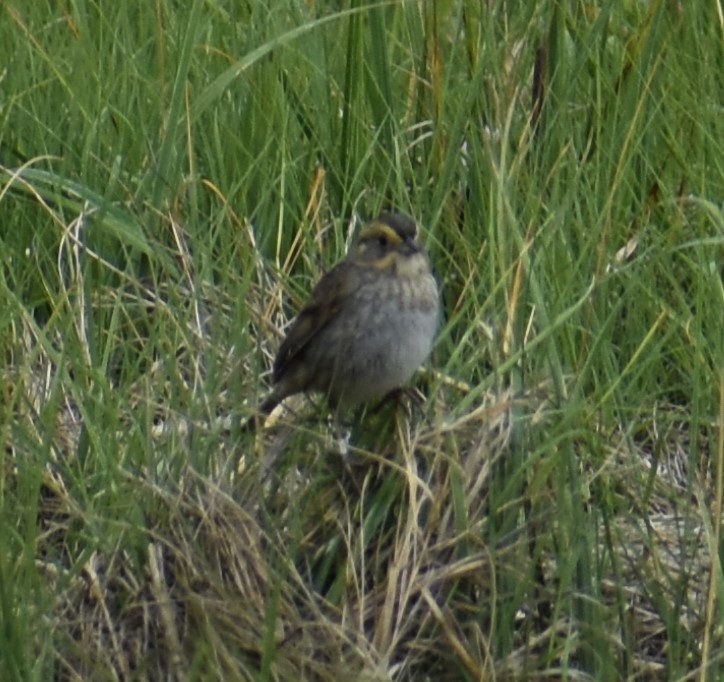 Nelson's Sparrow - ML461081791