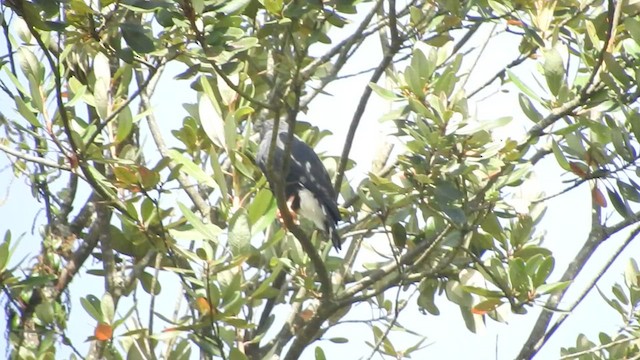 White-rumped Hawk - ML461082001