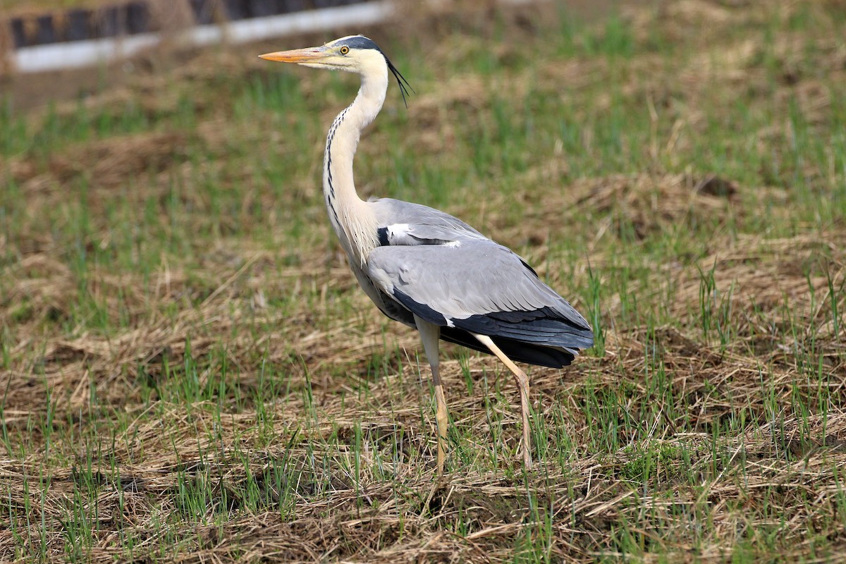 Gray Heron - ML461083491