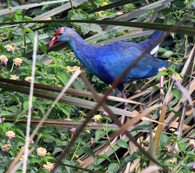 Gray-headed Swamphen - ML461084231