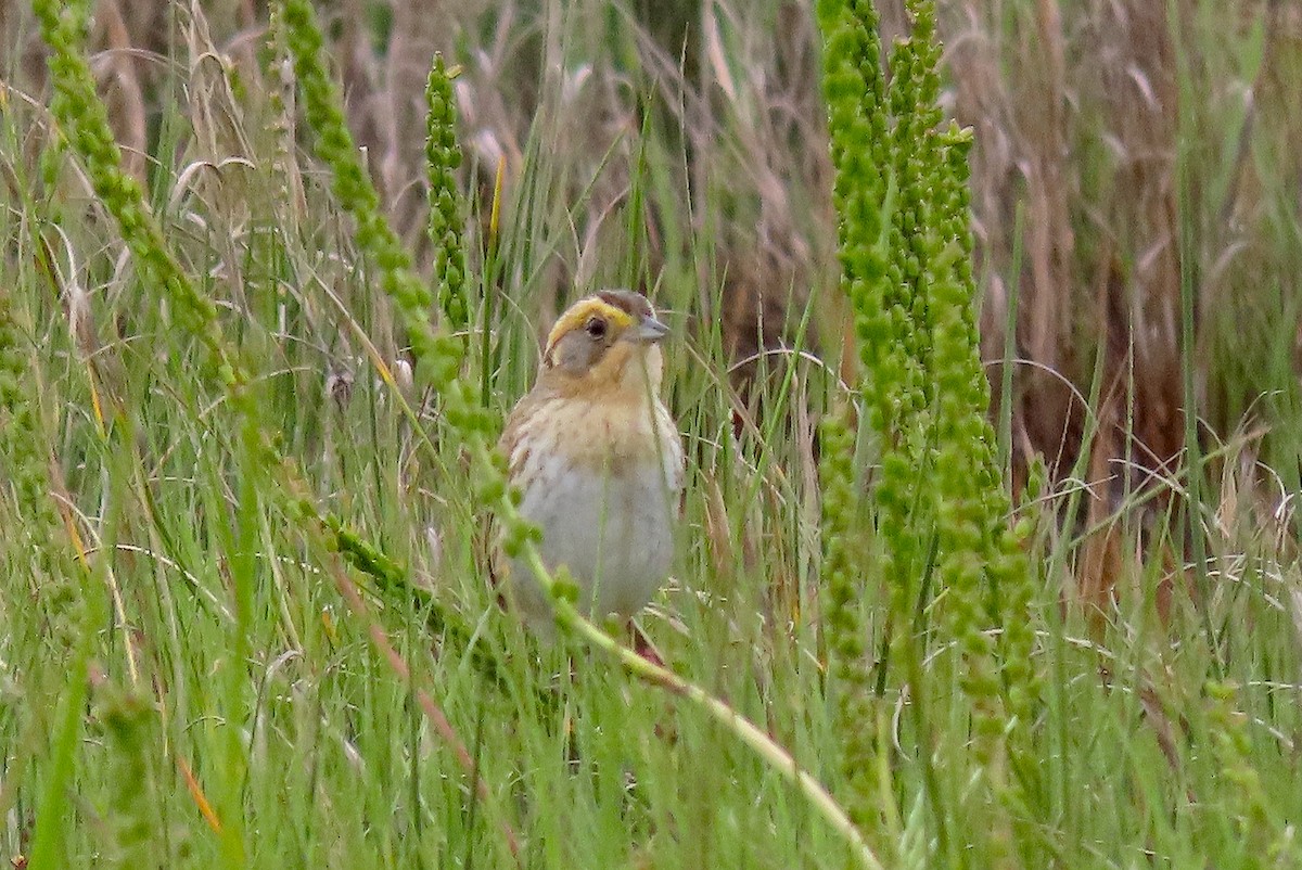 Nelson's Sparrow - ML461085441