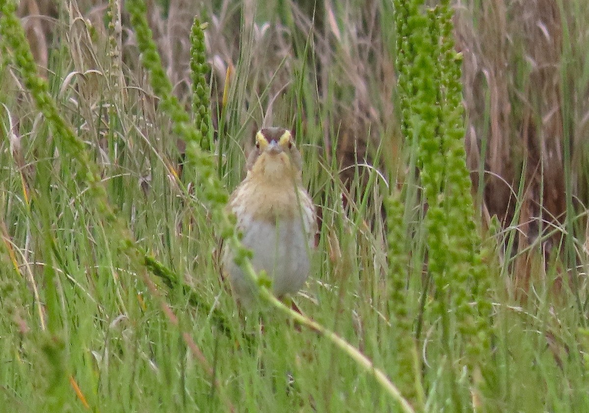 Nelson's Sparrow - ML461085471