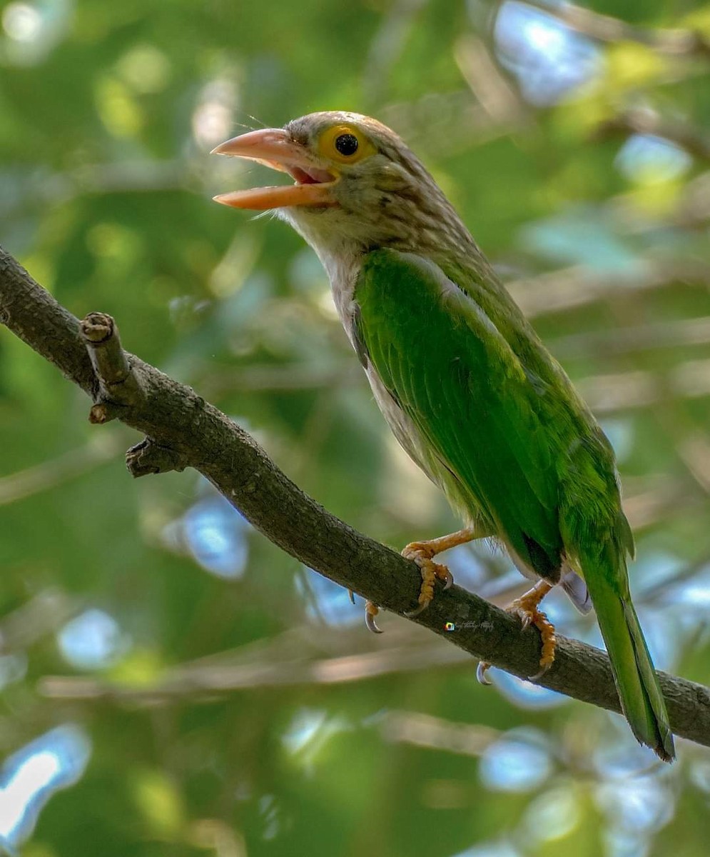 Lineated Barbet - ML461086401