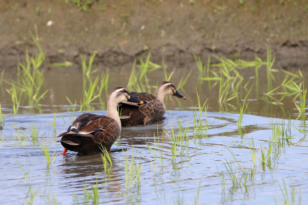 Eastern Spot-billed Duck - ML461086741