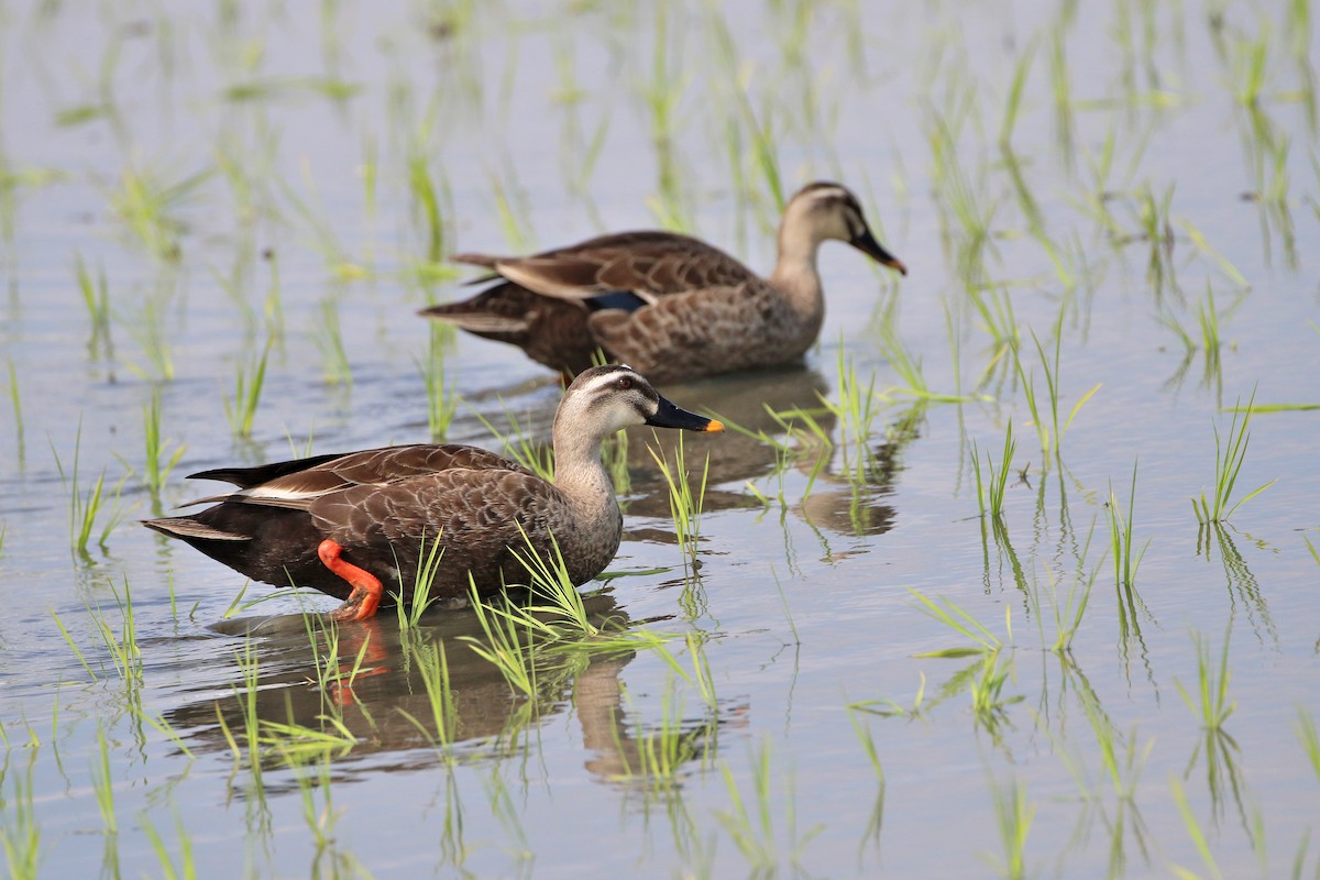 Eastern Spot-billed Duck - ML461086761