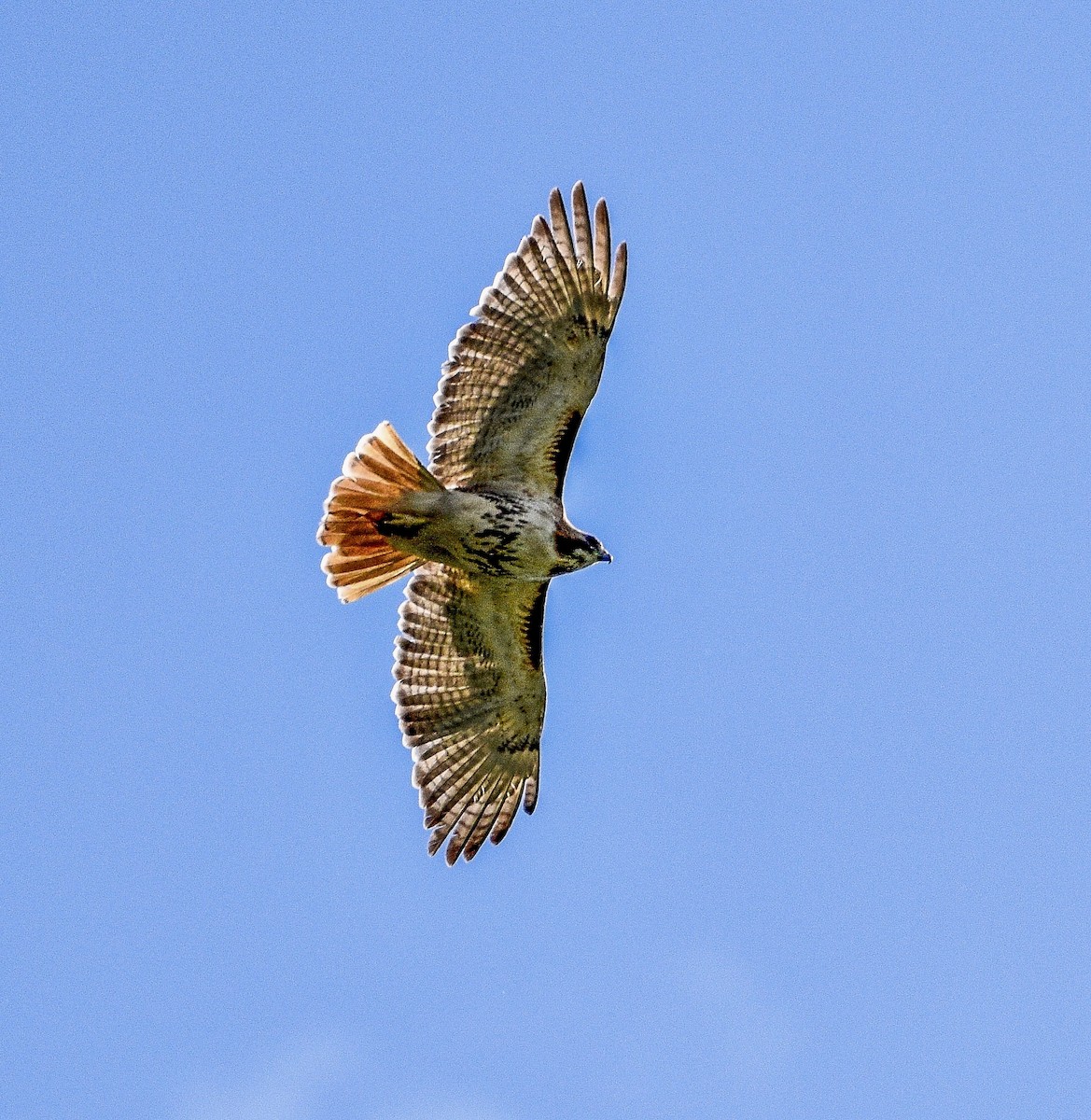 Red-tailed Hawk - ML461088551