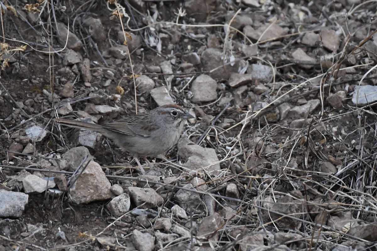 Rufous-crowned Sparrow - ML461089141